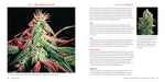 Marijuana 101 Book Green Candy Press