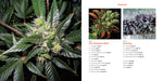 Marijuana 101 Book Green Candy Press