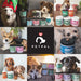 PetPal | Hip & Joint Mobility - soft Chews with Chondroitin & MSM For Pet Neo Wholesale Co.